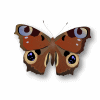 butterfly psp tube